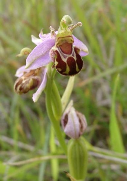 Bee Orchid